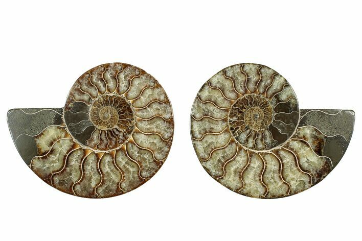 Cut & Polished, Agatized Ammonite Fossil - Madagascar #344471